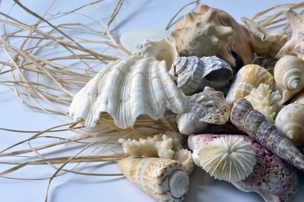 Tengeri kagylókból gyűjteménye. — Stock Fotó