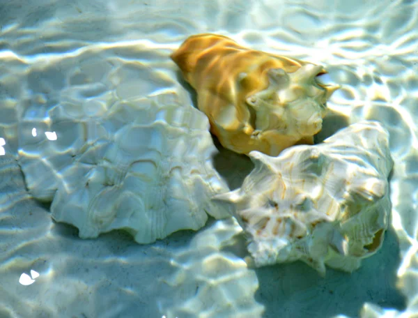 Seashells under water. — Stock Photo, Image