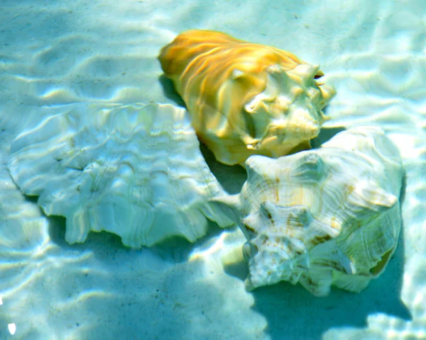 Seashells under water. — Stock Photo, Image