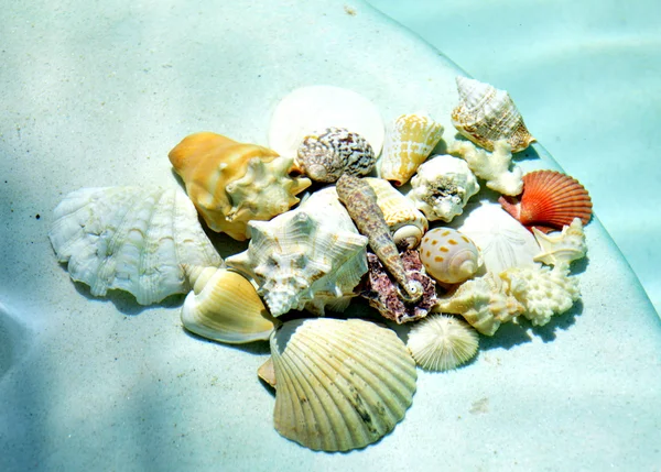 Seashells under water. — Stock Photo, Image