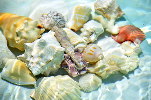 Seashells under water. — Stock Photo, Image