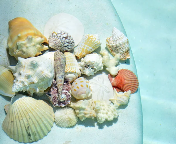 Conchas marinas bajo el agua. —  Fotos de Stock