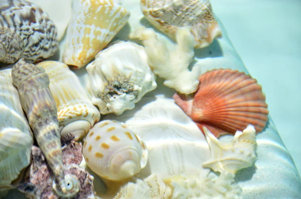 Seashells under water. — Stock Photo, Image