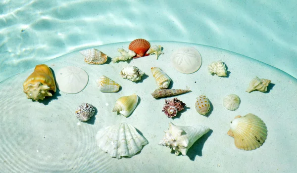 Seashells under water. — Stock Photo, Image