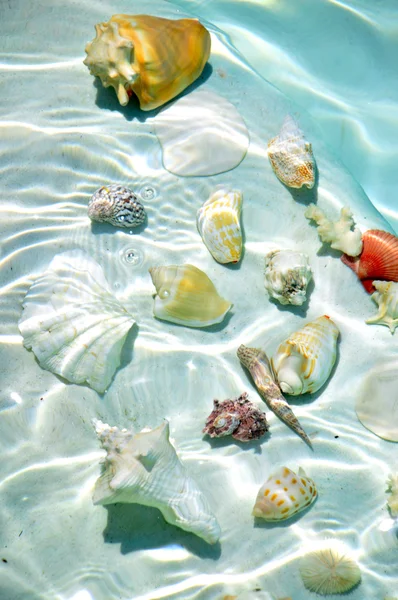 Seashells under water. — Stock Photo, Image