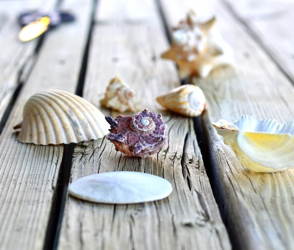 Collection of seashells. — Stock Photo, Image