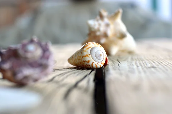 Coleção de conchas . — Fotografia de Stock