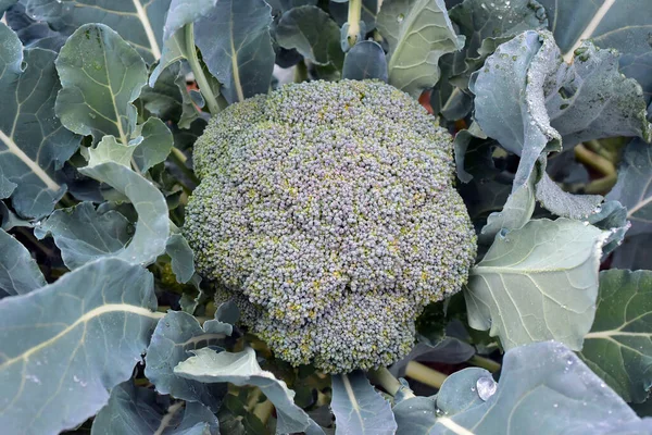 Брокколи Растение Зеленый Лист Овоща Поле — стоковое фото