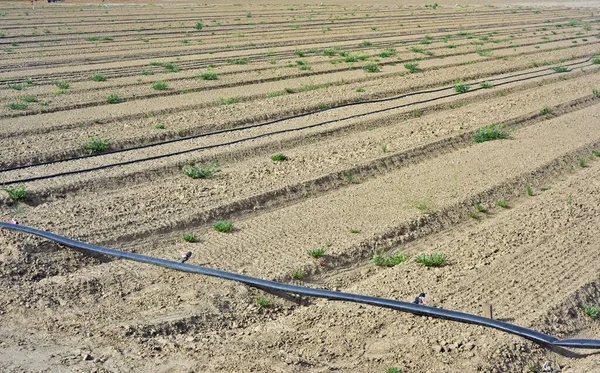 美国旱地上的杂草的干旱 — 图库照片