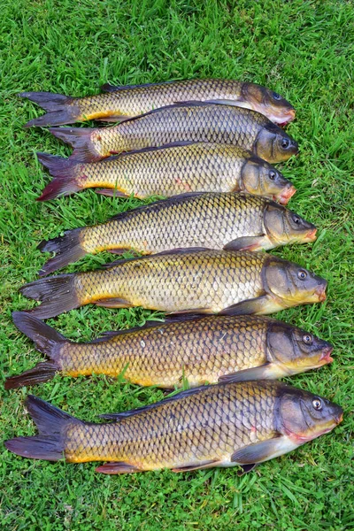 Big Carp Fish Lies Green Grass Lake — 스톡 사진