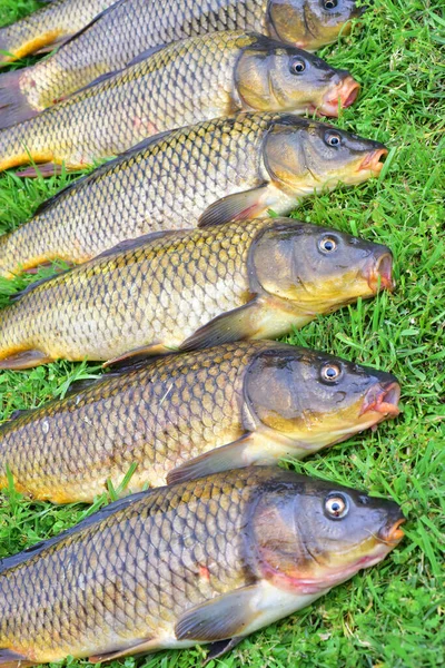 Big Carp Fish Lies Green Grass Lake — 스톡 사진