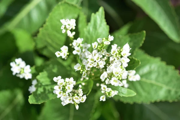 フィールド上の園芸植物緑の葉を開花させる — ストック写真