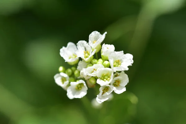 Flor Rábano Picante Planta Hojas Verdes Campo — Foto de Stock