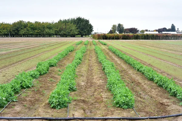 Pois Doux Plante Verte Sur Terrain — Photo