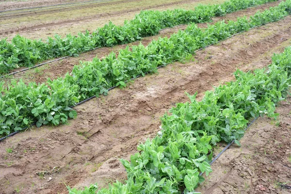 Erbsen Pflanzen Grün Auf Dem Feld — Stockfoto