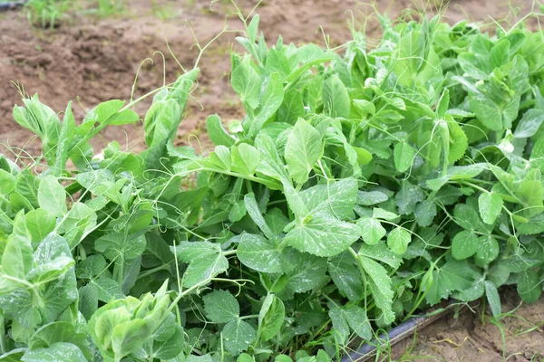 Sweet Peas Plant Green Field — Stock Photo, Image