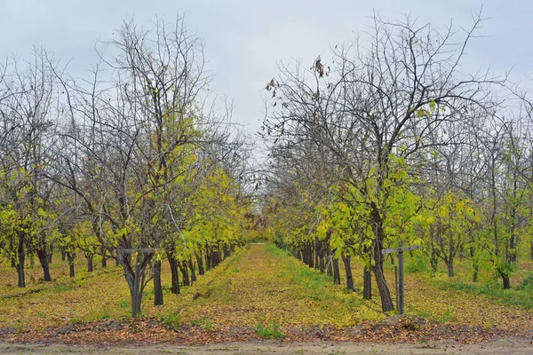 Jojoba Arbre Végétal Vert Avec Des Fruits Ferme Hiver — Photo