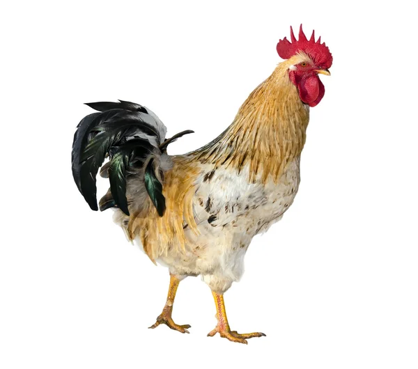 Rooster — Stock Photo, Image