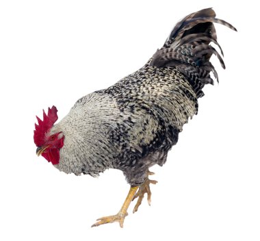 rooster clipart