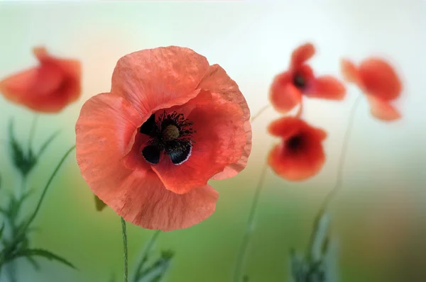 Rode papaver — Stockfoto