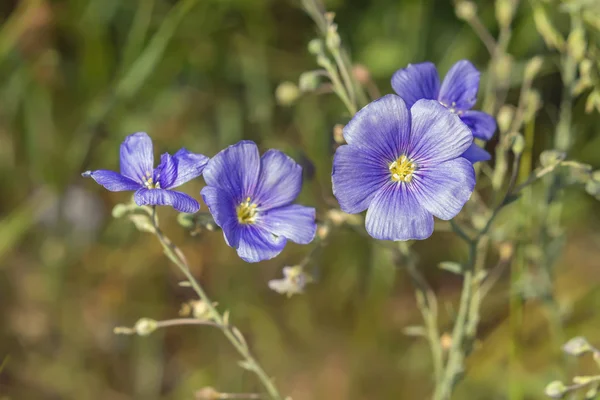 Flachsblüten Stockbild