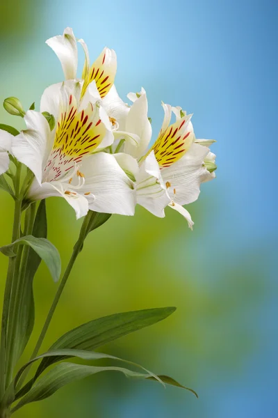 White lilies — Stock Photo, Image