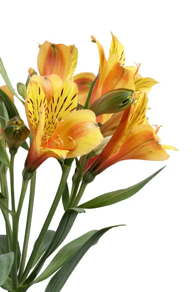 Yellow lilies — Stock Photo, Image