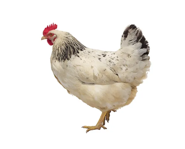 Пятнистая курица Стоковое Фото
