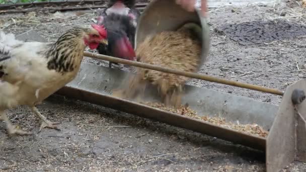Курица — стоковое видео