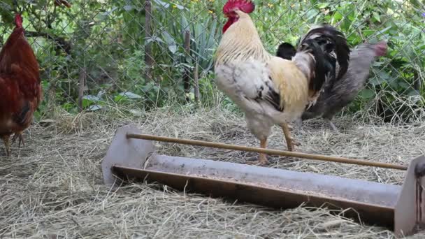 Poules et coqs 