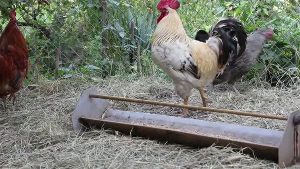 Gallina y gallo — Vídeo de stock