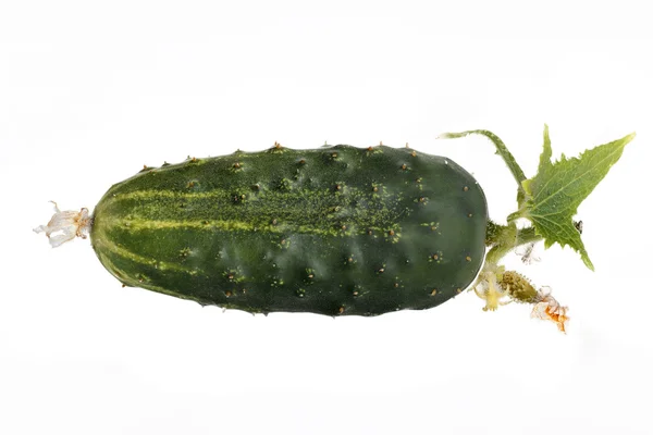 Fresh green cucumber — Stock Photo, Image