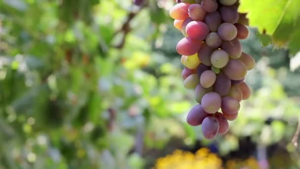 Рожевий винограду — стокове відео