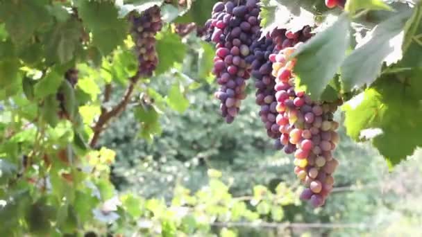 Рожевий винограду — стокове відео