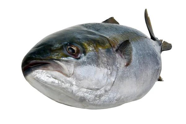Свежий тунец — стоковое фото