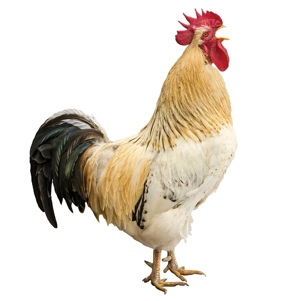 An adult rooster — Stock Photo, Image