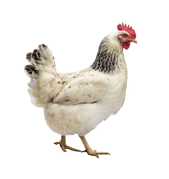 Speckled hen. — Stockfoto