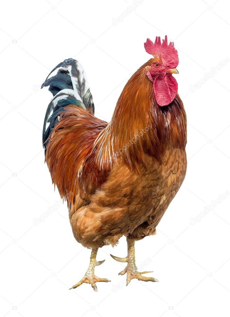 Red cock