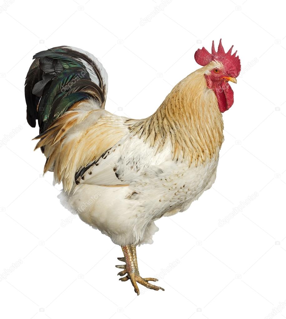 An adult rooster