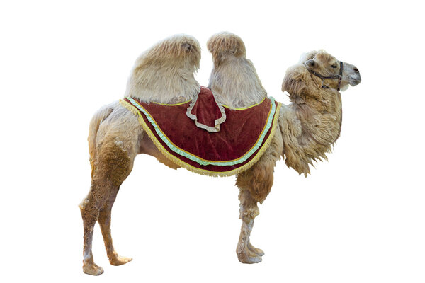  Bactrian camel 