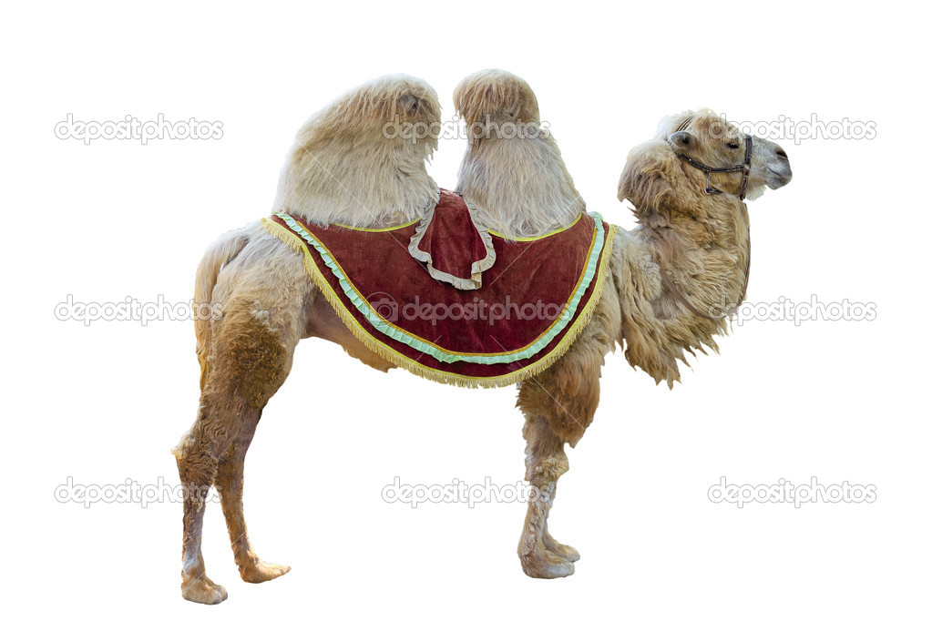  Bactrian camel 
