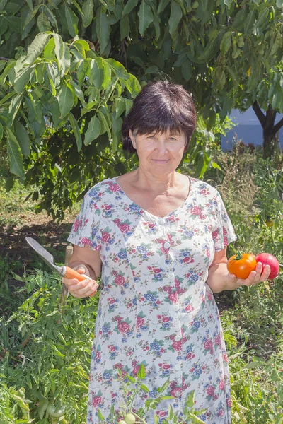 Orta yaşlı bir kadın kırmızı, olgun domatesleri topluyor..