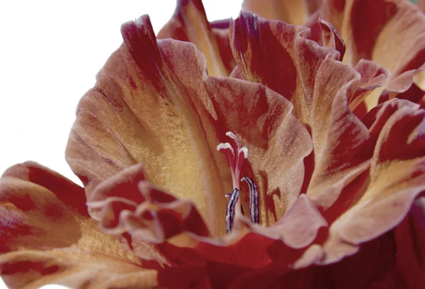 Kwiaty mieczyk z bliska — Zdjęcie stockowe