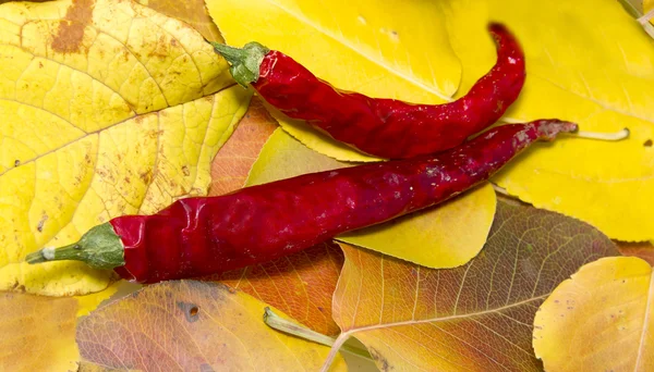 Dried Hot Chili Peppers — Stock Photo, Image