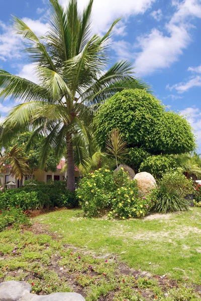 Tropical garden — Stock Photo, Image