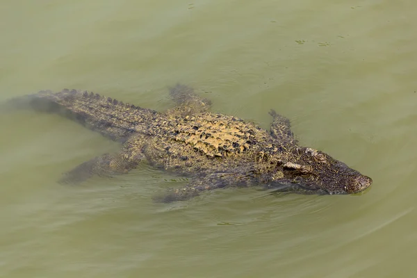 Plovoucí krokodýl Asie a relaxovat v řece. Stock Fotografie