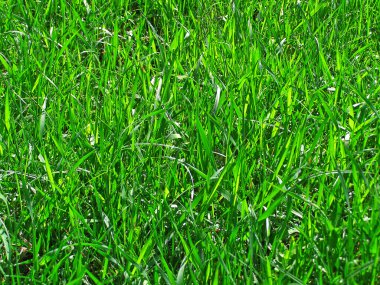 Yeşil Çimen Arkaplanı