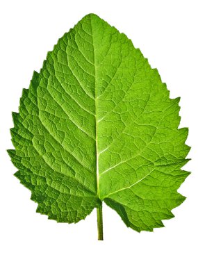 tek bir yaprak yeşil