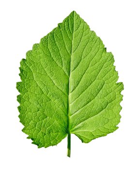 tek bir yaprak yeşil