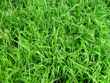 vahşi yeşil çimen